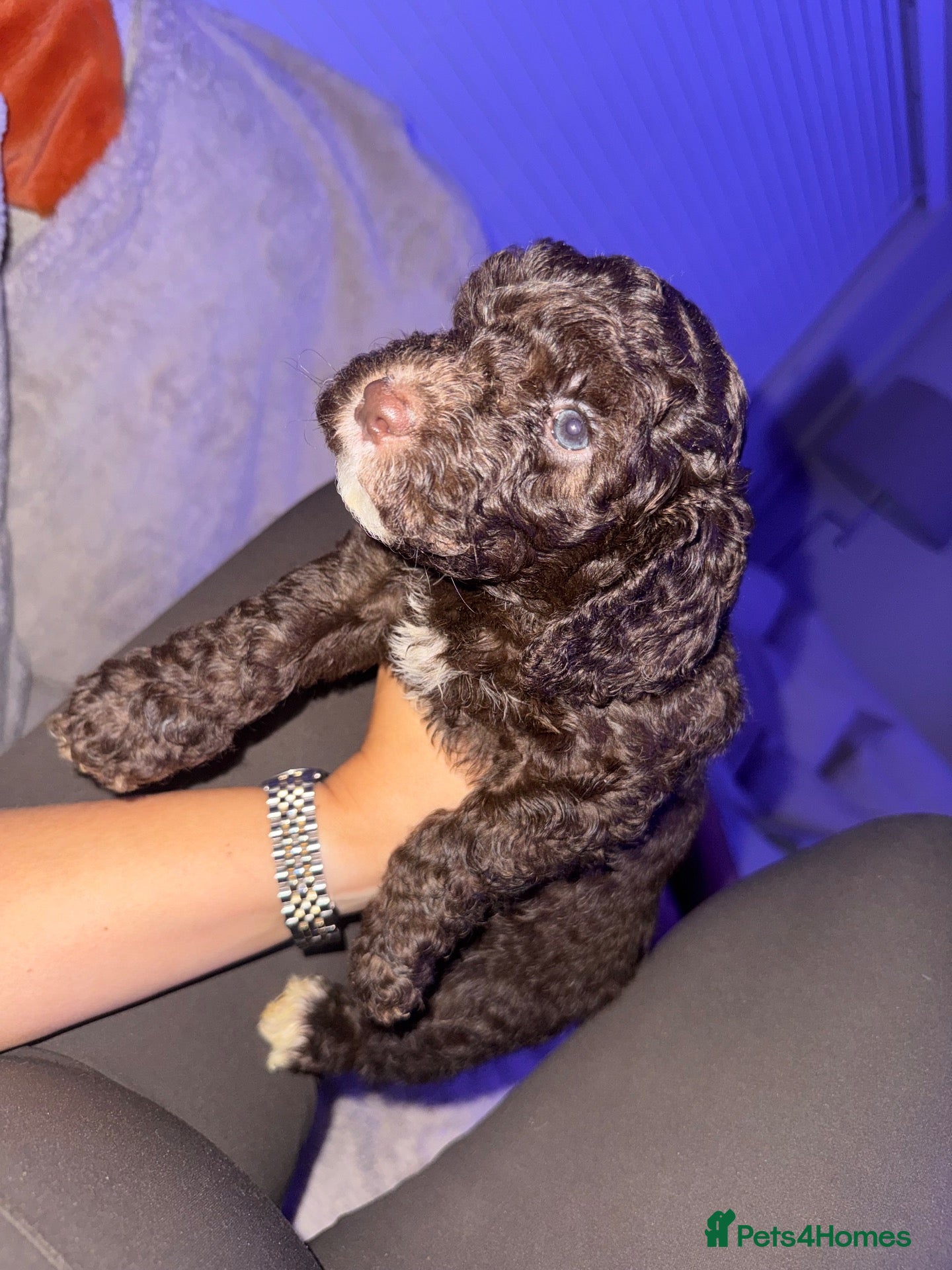 Cockapoo dogs Beautiful f2 Cockapoo puppy’s  - Advert 16