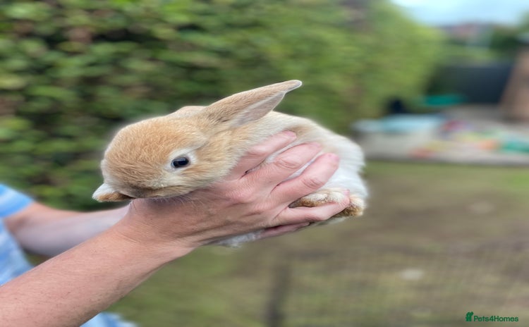 Mini Lop rabbits - Advert 2