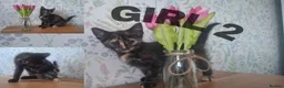 Mixed Breed cats for sale: Ginger kittens for sale - Advert 5