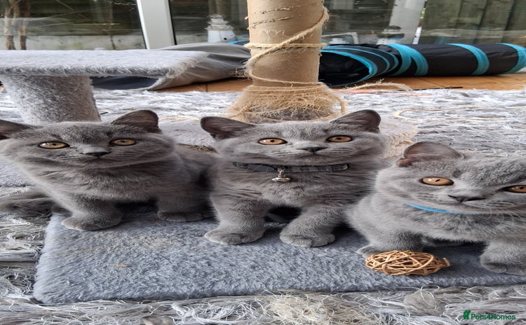 British Shorthair cats - Advert 9