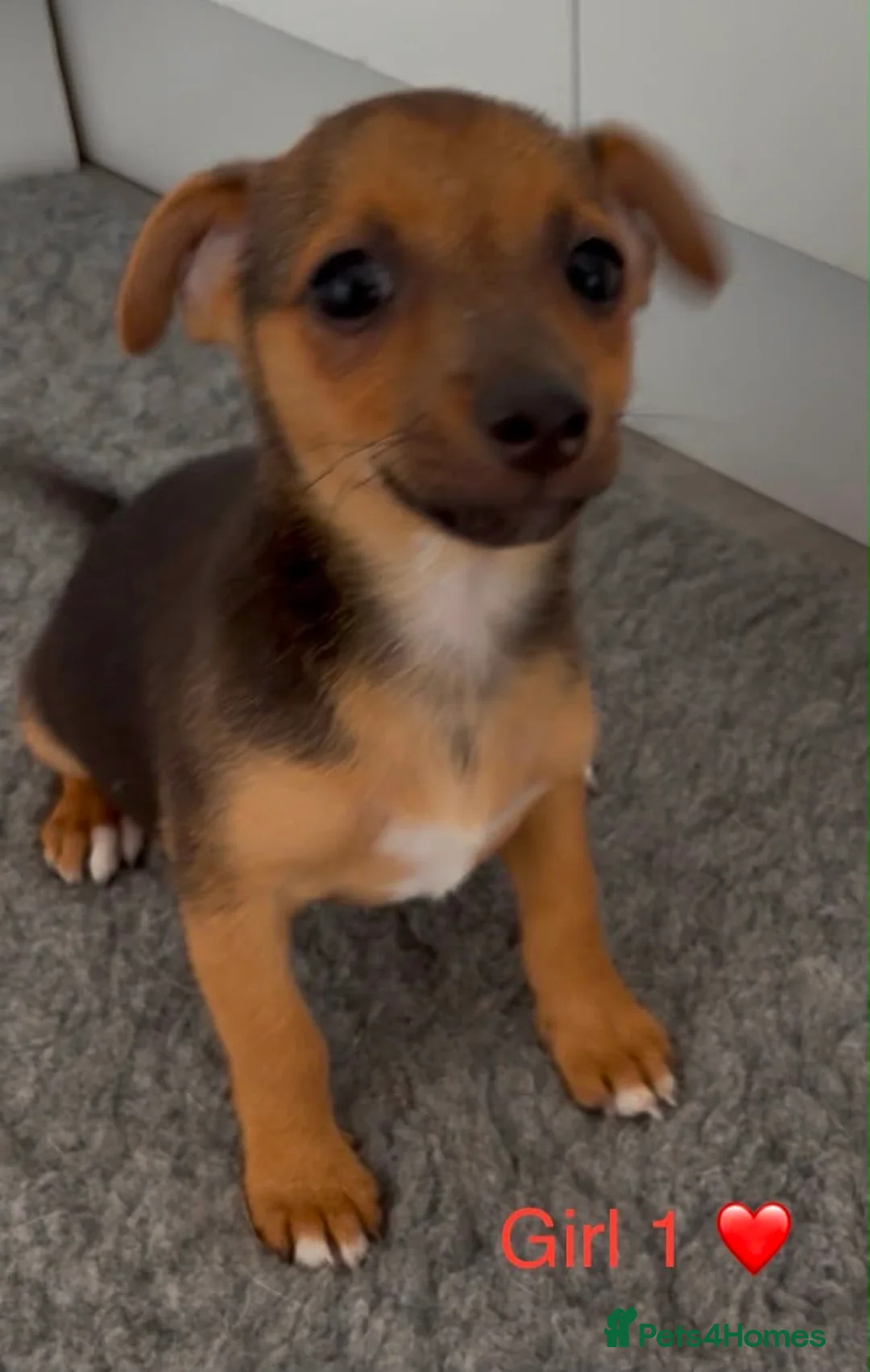 Jack Russell dogs for sale: Jack Russell Puppies - 4 Girls 🩷 - Advert 1