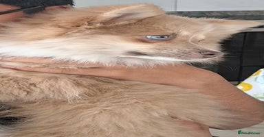 Pomsky dogs Lilac fawn wooly coat sky blue eyes, Mila - Advert 6