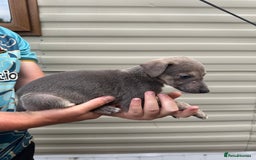 Mixed Breed dogs for sale: Beautiful puppies for sale!!!  - Image 14