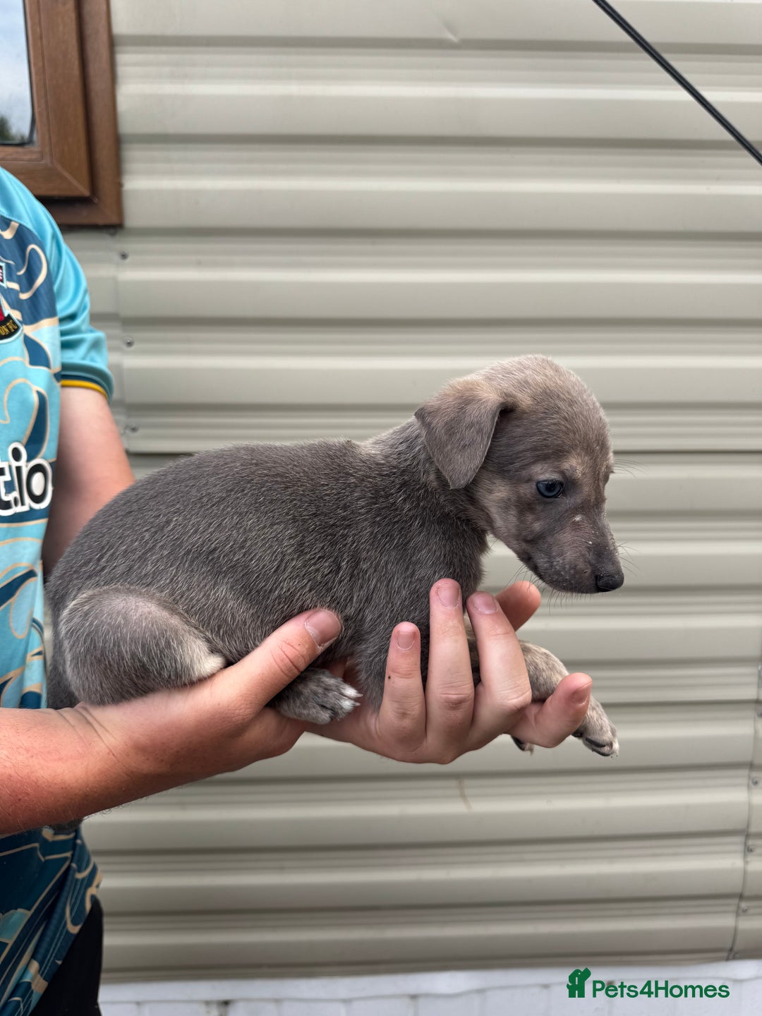 Mixed Breed dogs for sale: Beautiful puppies for sale!!!  - Image 14