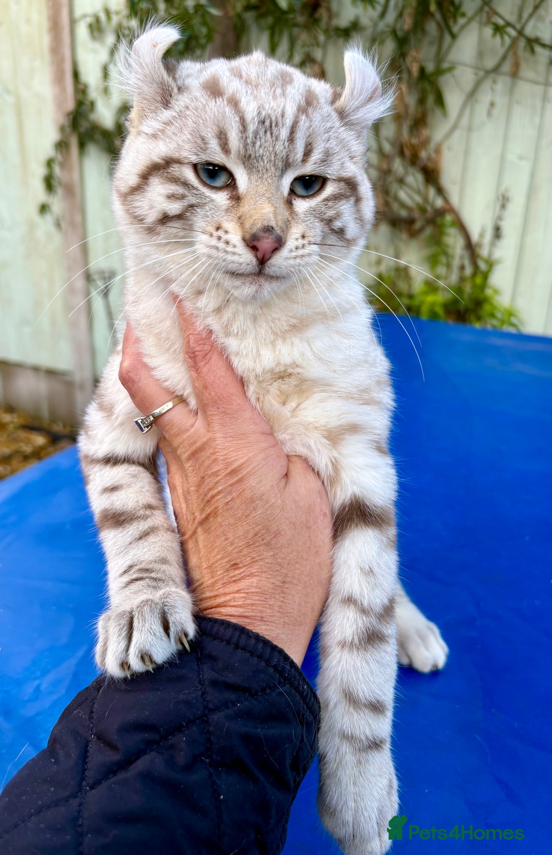 Savannah cats for sale: Superb snow leopard male  - Advert 2