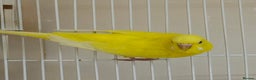 Budgerigars birds for sale: Bonded pair of beautiful yellow budgies  - Advert 4