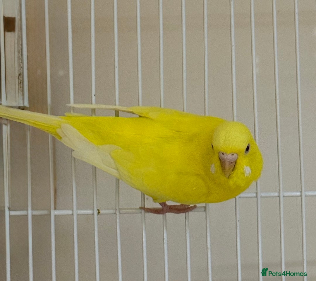 Budgerigars birds for sale: Bonded pair of beautiful yellow budgies  - Advert 4