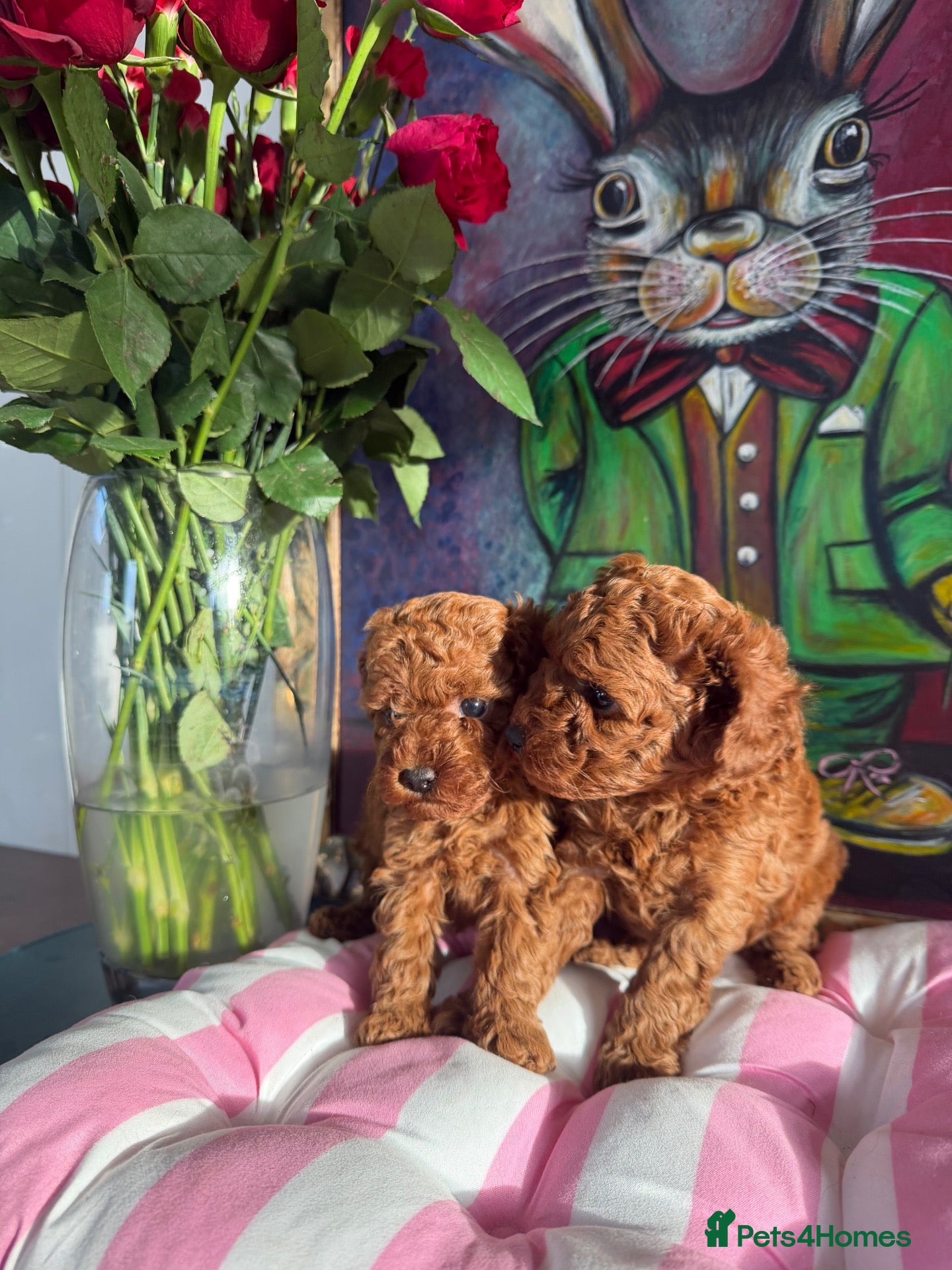 Miniature Poodle dogs Solid red poodle 🐶 ( left two girls) - Advert 12