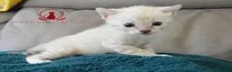 Bengal cats for sale: ✨️ glitter snow champion bengal kittens ✨️ - Advert 8