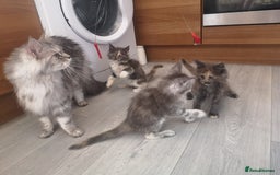 Maine Coon cats for sale: Maine Coon Kittens Parents Tica Reg& Health tested - Image 10