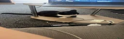 Mixed Breed cats for sale: Cats  in Leicester - Advert 6