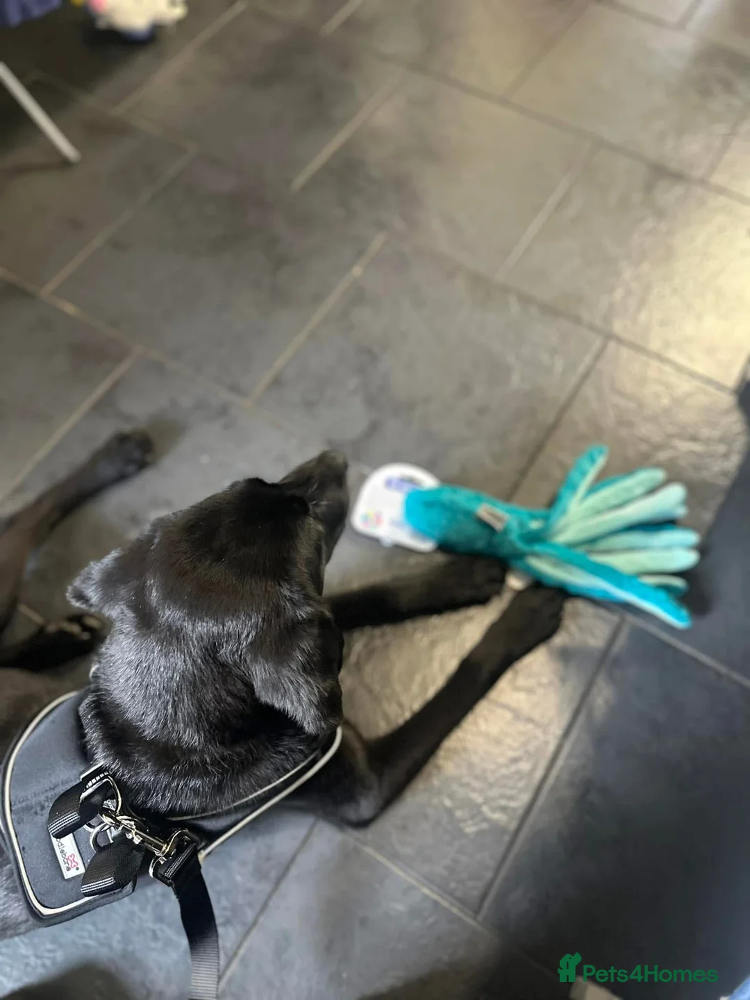 Labrador Retriever dogs for sale: 1 and a half year old Labrador  - Advert 3