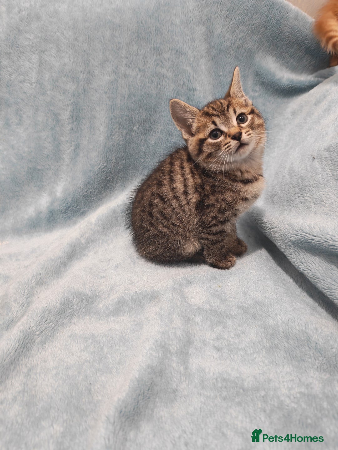 Mixed Breed cats for sale: Beautiful kittens VIDEOS - Advert 30