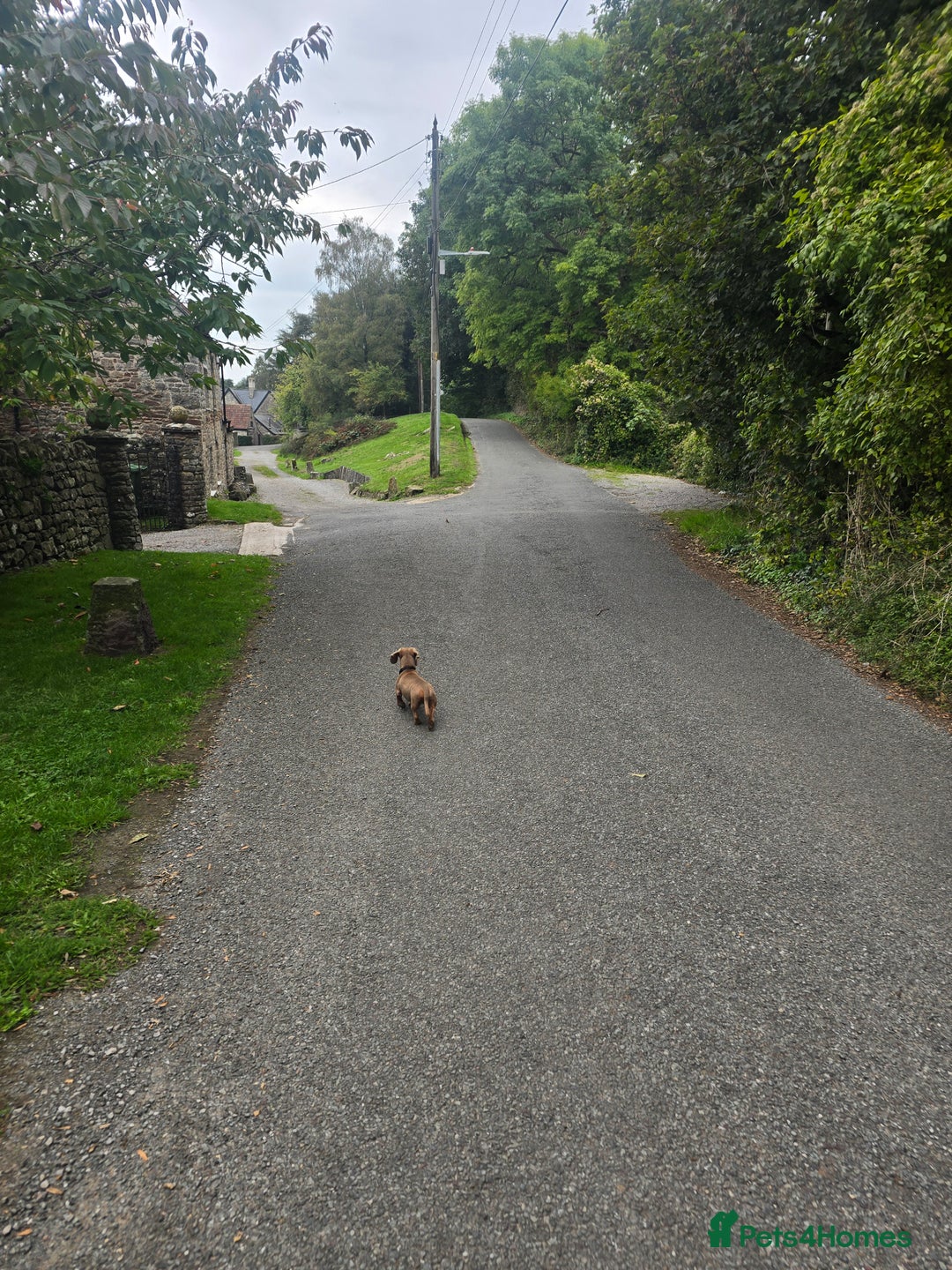 Dachshund dogs for sale: Miniature Isabella Tan Dachshund  - Image 4