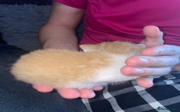 Mixed Breed cats for sale: Kittens For Rehoming  - Image 6