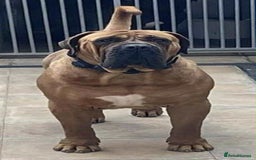 Mixed Breed dogs for sale: CANE CORSO  ** TIFF PUPPY  - Advert 5