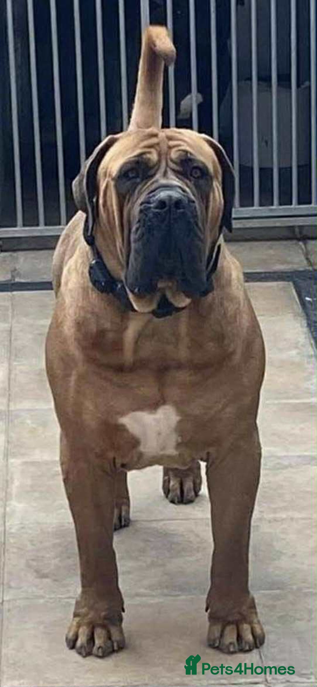 Mixed Breed dogs for sale: CANE CORSO  ** TIFF PUPPY  - Advert 5