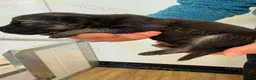 German Shepherd dogs for sale: Stunning kcreg long coat German shepherds  - Advert 6