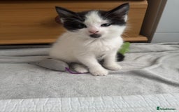 Domestic Shorthair cats for sale: 5 Playful Tuxedo & Black Kittens – Ready Now - Image 7