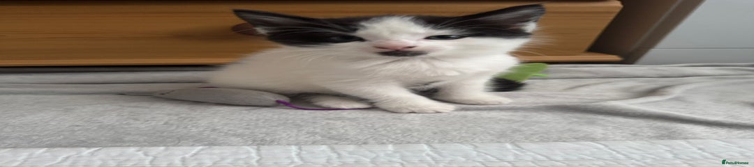 Domestic Shorthair Kitten 2