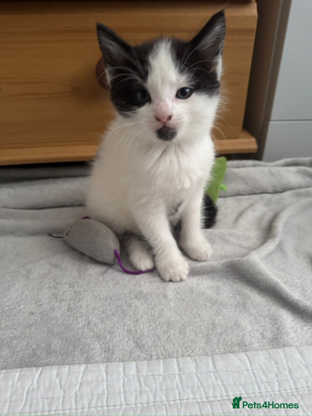 Domestic Shorthair cats for sale: 5 Playful Tuxedo & Black Kittens – Ready Now - Image 7