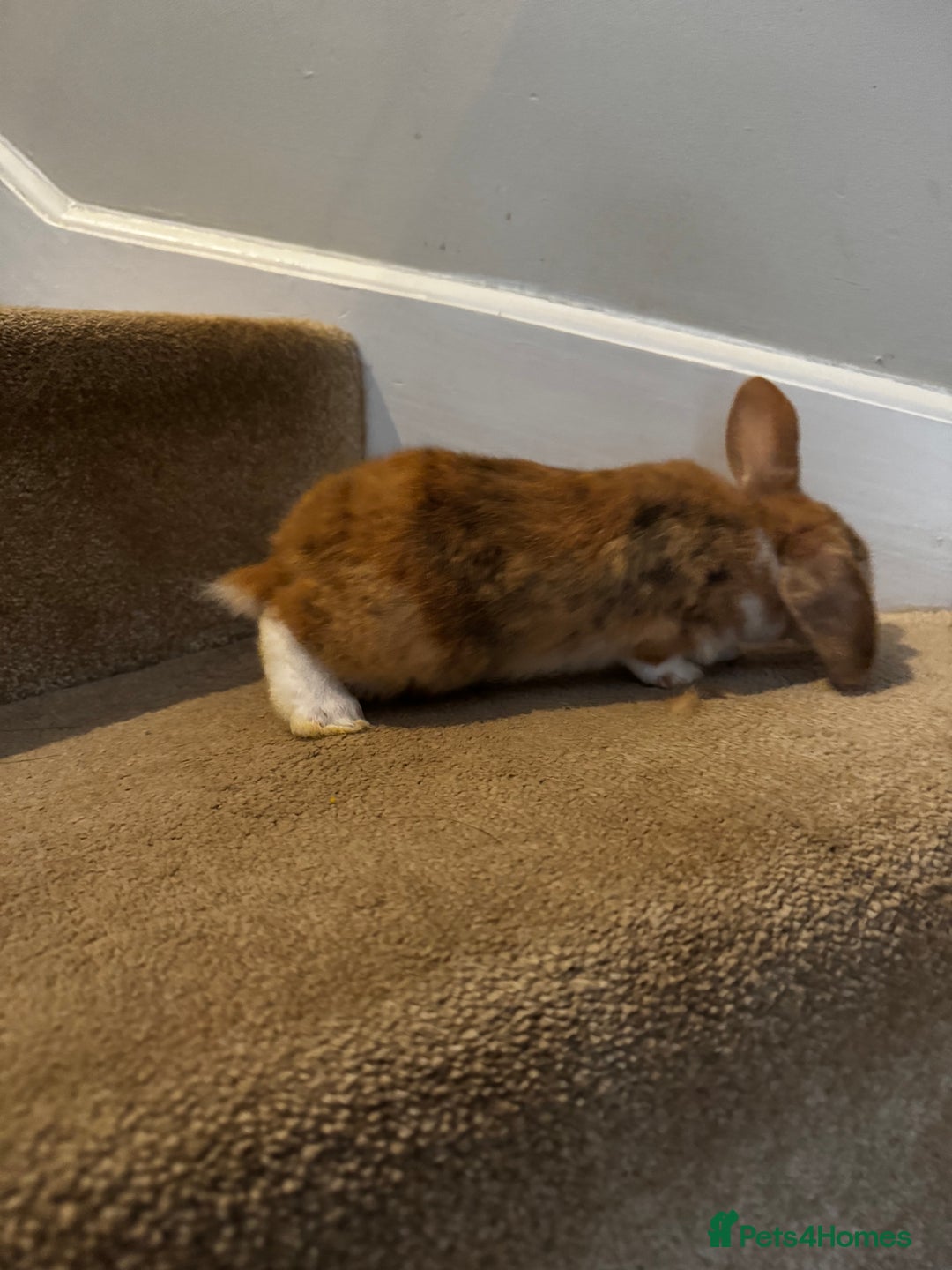 Mini Lop rabbits for sale: 2 mini lop girls available  - Image 7