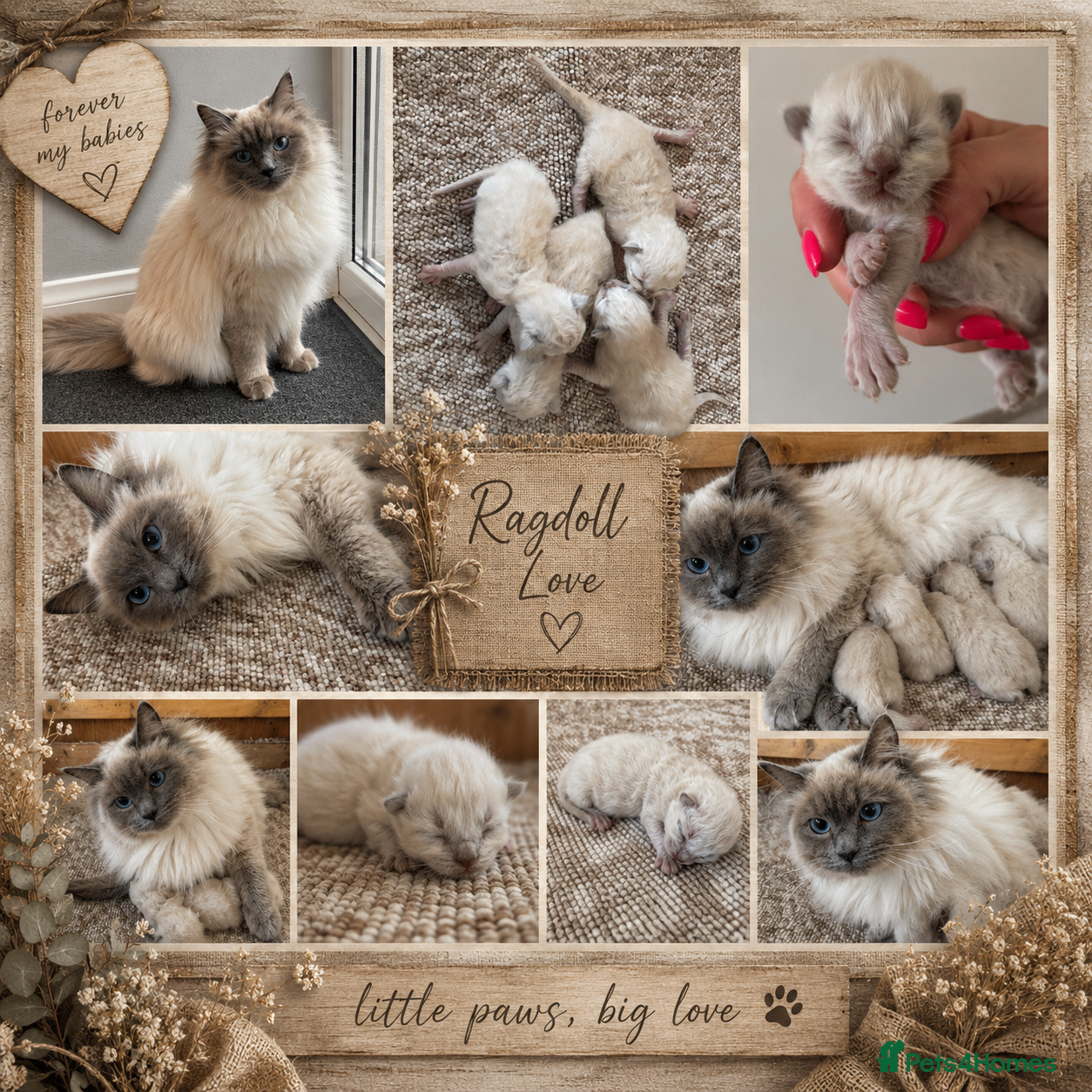 Ragdoll cats Ragdoll kittens  - Advert 2