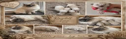 Ragdoll cats for sale: Ragdoll kittens  - Advert 1