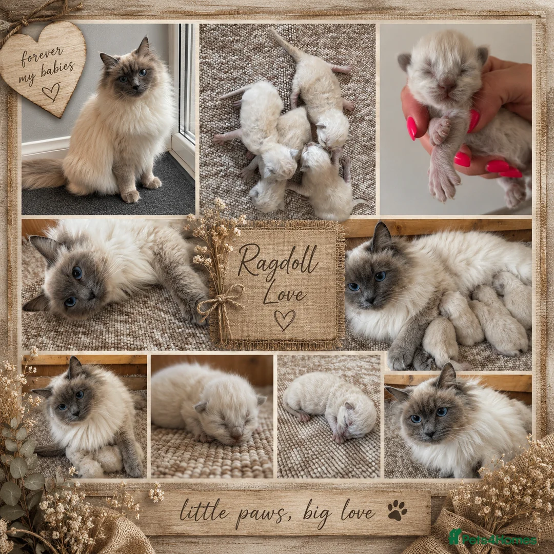 Ragdoll cats for sale: Ragdoll kittens  - Advert 1