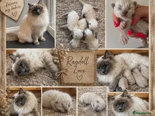Ragdoll cats Ragdoll kittens - Advert 2