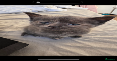 Mixed Breed cats - Advert 14