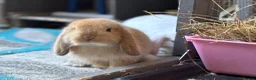 Mini Lop rabbits for sale: Baby Mini lops - indoor homes only  - Advert 14