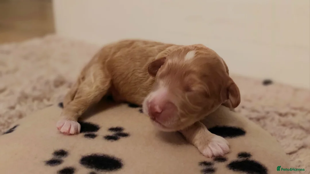 Australian Labradoodle dogs for sale: Australian Labradoodle - Advert 11