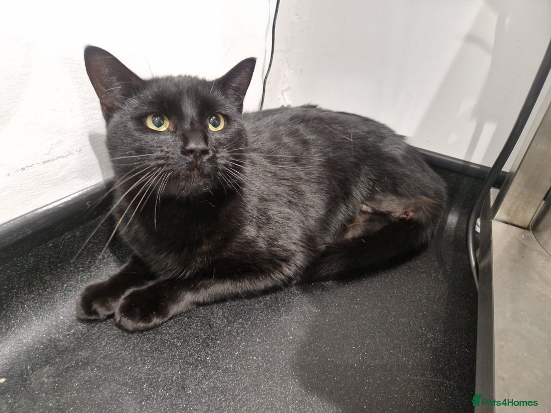 Domestic Shorthair cats for adoption: Clive, 2 year old male, 3 legs  - Image 3