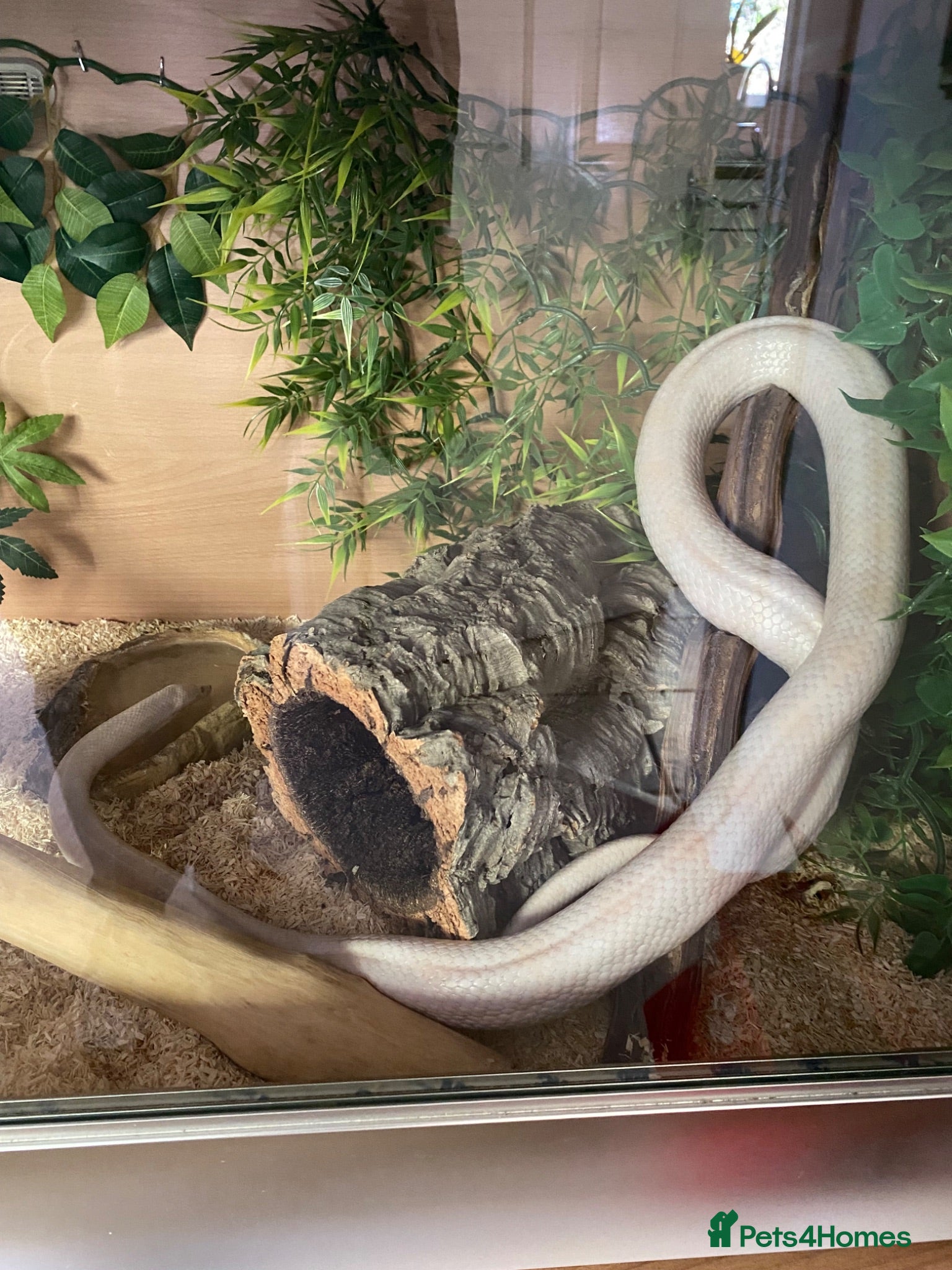 Corn Snake reptiles Corn Snake including full vivarium set up - Advert 1