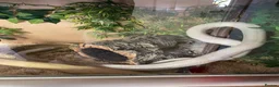 Corn Snake reptiles for sale: Corn Snake including full vivarium set up - Advert 1