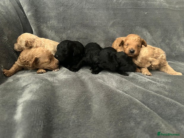 Toy Poodle dogs - Advert 3