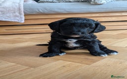 Cockapoo dogs for sale: Adorable Puppies Looking for Their Forever Homes! - Image 27