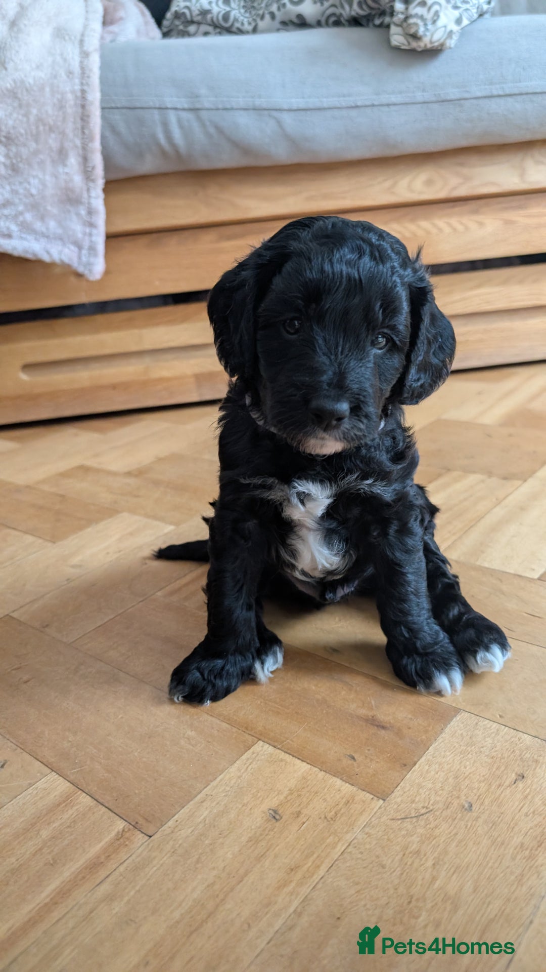 Cockapoo dogs for sale: Adorable Puppies Looking for Their Forever Homes! - Image 27