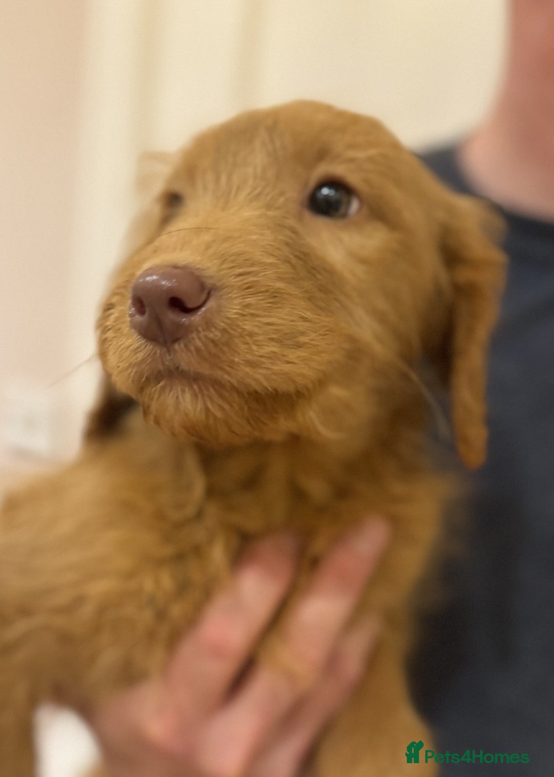 Labradoodle dogs for sale: 5* Fully Vaccinated Australian Labradoodle x Lab - Advert 19