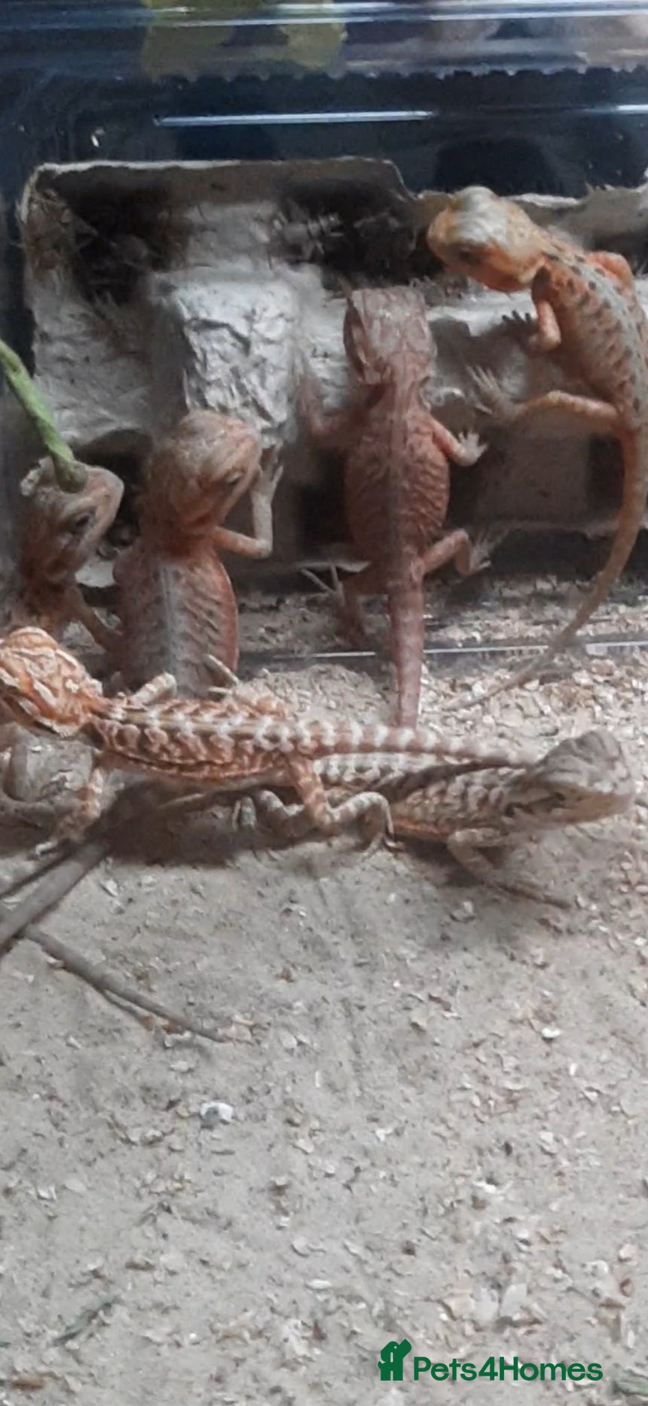 Bearded Dragon reptiles for sale: Beautiful Baby Bearded Dragons For Sale - Advert 13