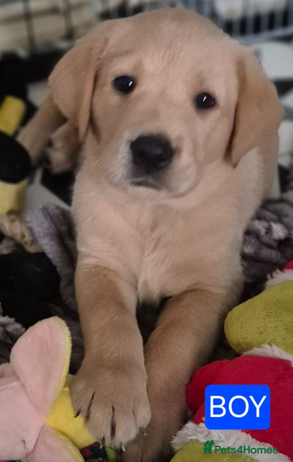Labrador Retriever dogs Pedigree fox red labrador puppies FTC bloodlines. - Advert 1