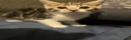 Mixed Breed cats for sale: Kittens  - Advert 3