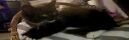 Mixed Breed cats for sale: Kittens looking for forever Homes - Advert 14