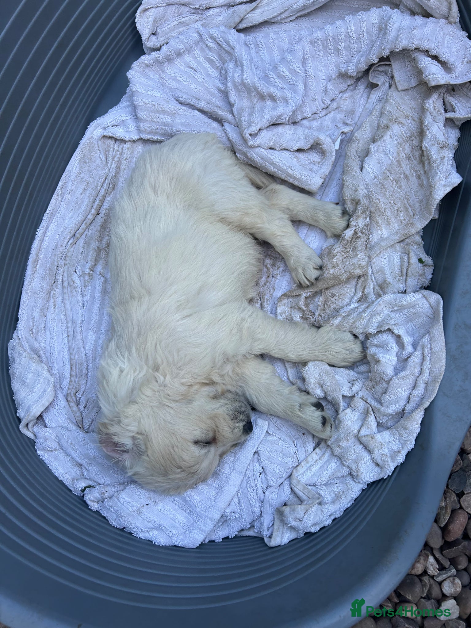 Golden Retriever dogs Beautiful Golden Retriever Puppies - Advert 1