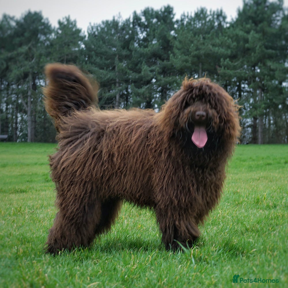 Labradoodle dogs F4 Standard Labradoodle (Fully Health Tested) in Milton Keynes - Advert 4