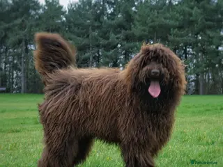 Labradoodle dogs F4 Standard Labradoodle (Fully Health Tested) - Advert 1