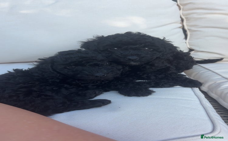 Miniature Poodle dogs - Advert 6