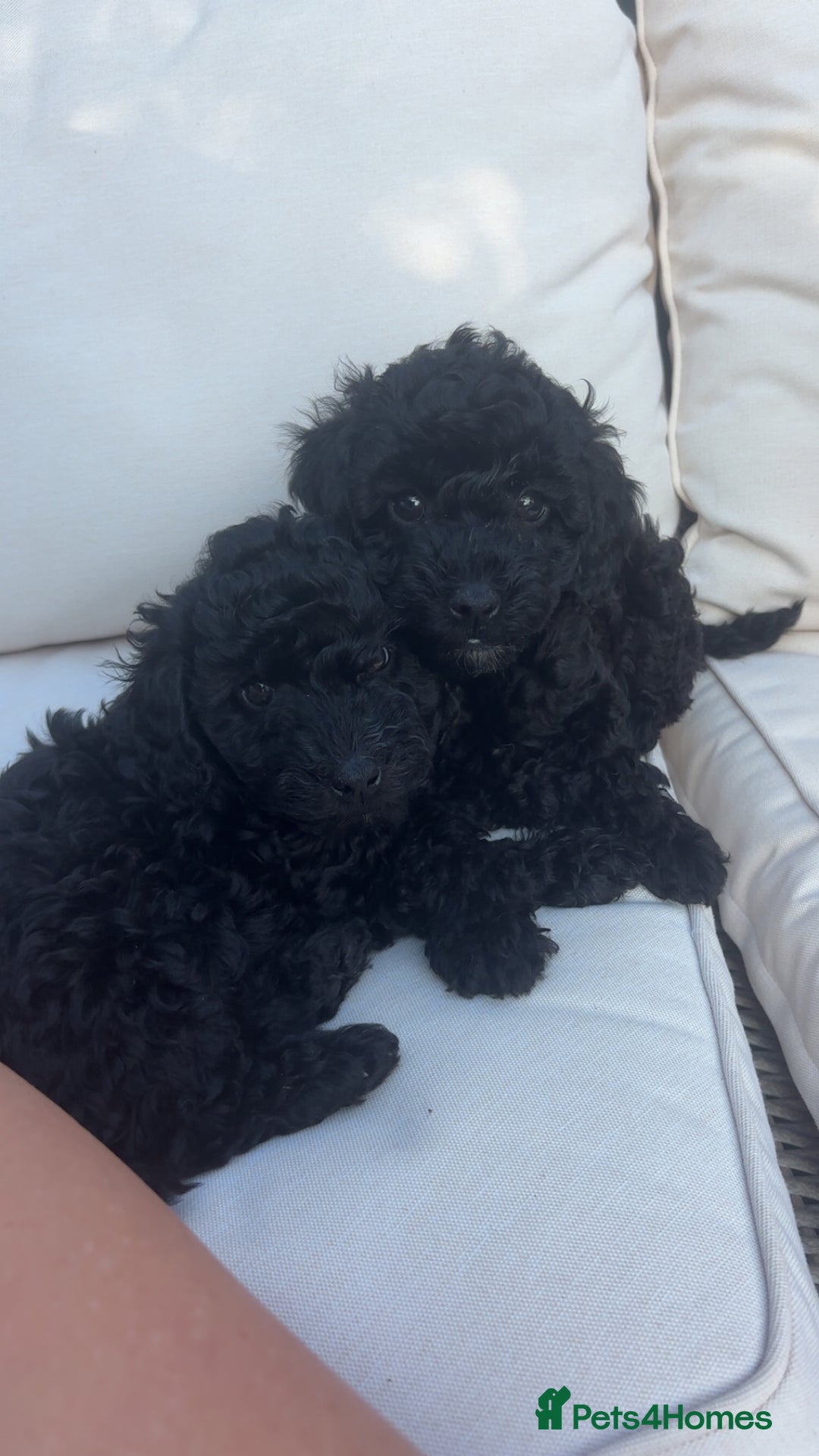 Miniature Poodle dogs for sale: Miniature poodles REDUCED READY TO LEAVE NOW  - Image 2