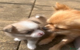 Pomchi dogs for sale: Perfect Pomchi Puppies - Image 4